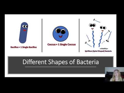 microbiology-study-guide-one