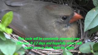 Cardinal 3 hours after hatching