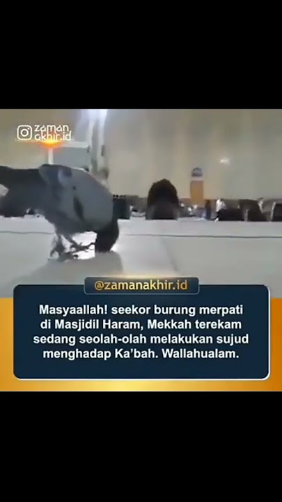 video hewan bersujud di masjidil harom seperti sedang menyembah ke pada alloh