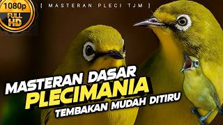 🔴 LIVE Masteran Pleci Tembakan Paling Mudah Ditiru !!!