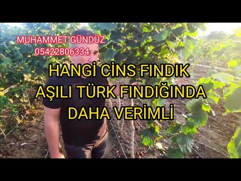 AŞILI TÜRK FINDIĞINDA HANGİ CİNS! coryluscolurna#asiliturkfindigi#tekdalfindik#findik#hazelnut#