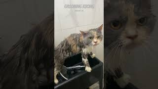 GROOMING KUCING catlover pets kucing cat animals groomingkucingsurabaya shortvideo shorts