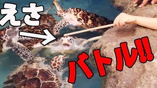 ウミガメの観察!エサあげたら取り合いがすごかった!水族館 お出かけ たーたんねる