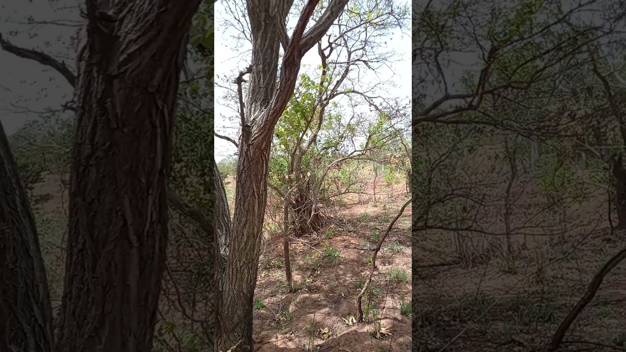Flock of birds in Flight @Yankari Game Reserve