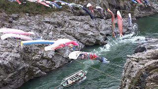 大歩危峡を泳ぐ100匹のこいのぼり