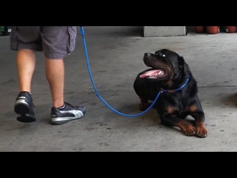 Dog Training: 3 Year Old Rottweiler, Moose! Before/After 2 Week Board and Train!