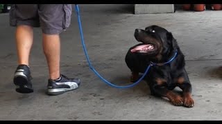 Dog Training: 3 Year Old Rottweiler, Moose! Before/After 2 Week Board and Train!