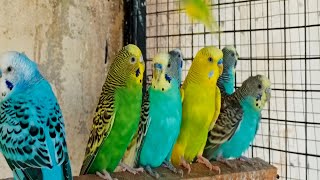 10 Hr Happy Singing & Eating Parakeet Budgies Birds, Reduce Stress of Lonely Quiet Birds by Beel Pet Budgie Sounds  1,310 views 2 weeks ago 10 hours, 1 minute