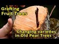 Grafting Fruit Trees | Changing varieties in old Pear Trees | Bark Grafting