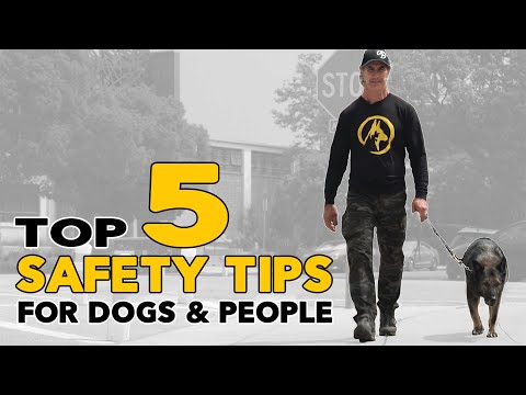 How to Keep Your DOG and YOURSELF Safe on a Walk