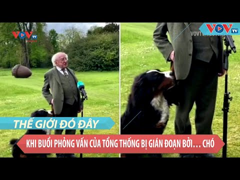 Video: Cuộc gặp gỡ Động vật ở Ireland