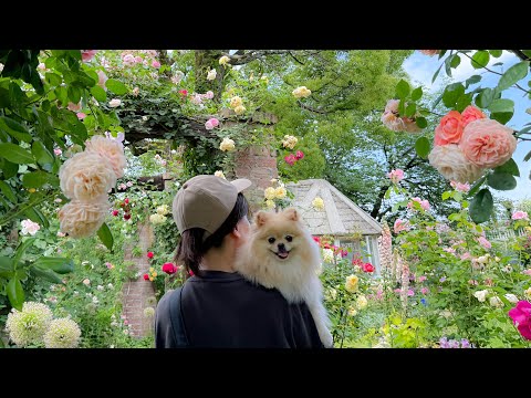 【愛犬同伴バスツアー】ポメラニアンと日帰り旅行