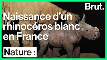 Quel est le nom du petit du rhinocéros ?