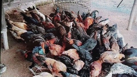 ntuj los nag kawg li os los peb saib qaib noj qhauv ua ke nawb