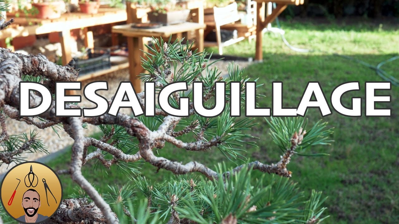 Desaiguillage d'un Pin Sylvestre BONSAÏ 🌳AFDB🌳