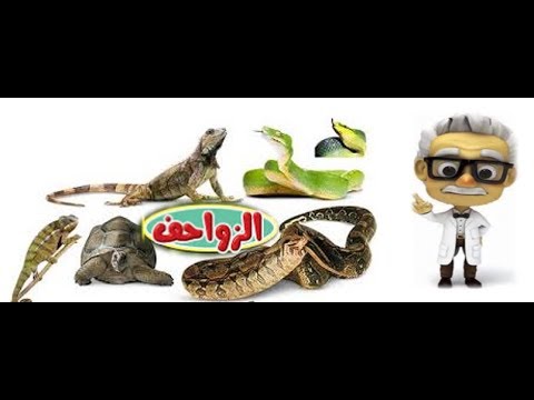 فيديو: كيف تتكاثر الزواحف؟