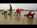 Rice field morning routines  egg rice recipe