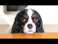 Funny Guilty Dog Videos - Try Not To Laugh 2017