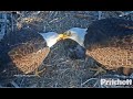 SWFL Eagles ~ First DUAL FEEDING Of The 2021 Season! H &amp; M Are The Best Eagle Parents! 💕 1.25.21