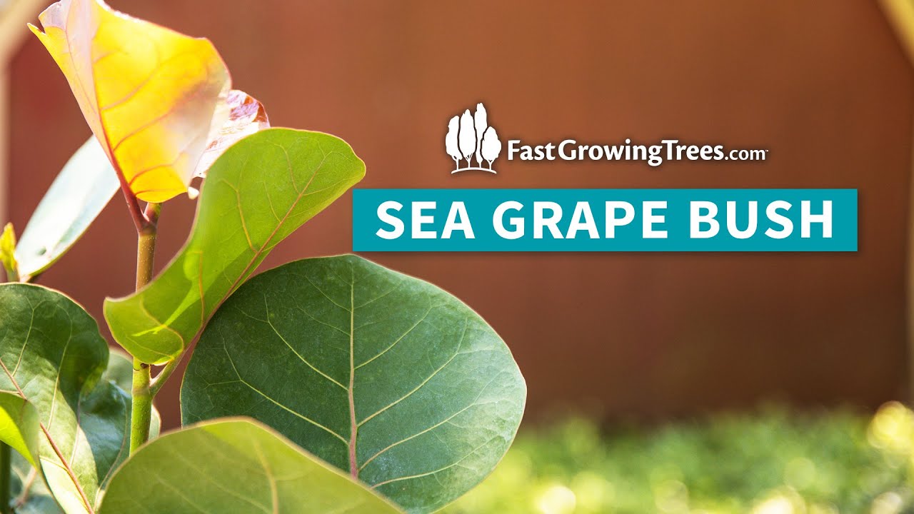 YouTube Video Banner of Sea Grape Bush