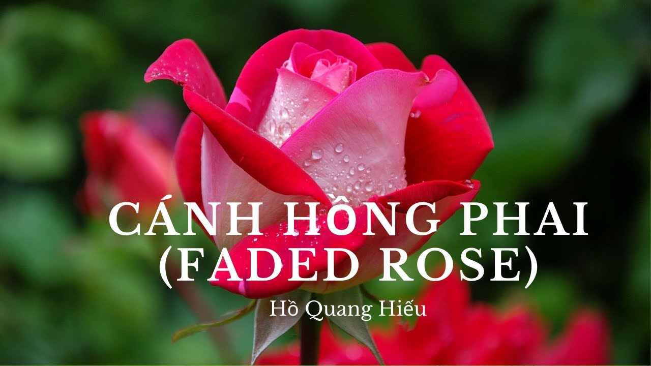 Canh Hong Phai [English subs] - youtube