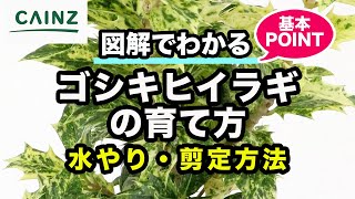 ヒイラギ(ゴシキヒイラギ)の育て方 カインズ植物図鑑