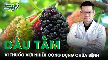 Dâu tằm vị thuốc quen thuộc với nhiều công dụng chữa bệnh | SKĐS