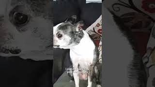 Dog Hates Beep Sound | Pets Translated