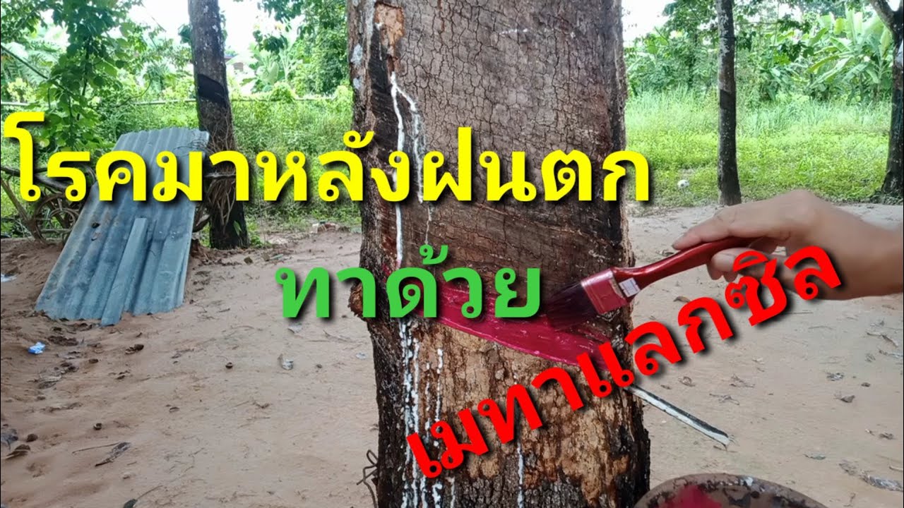 ทายาเมทาแลกซิล แก้โรคราดำ เส้นดำ