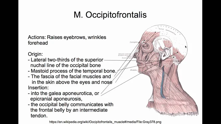 Tendon Attachment Therapy, Part 8, The Neck Muscles