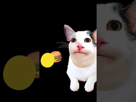 Cat Eat Cheese Burger 🍔