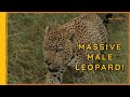 A Huge Male Leopard Sighting || Masai Mara || Wild Extracts