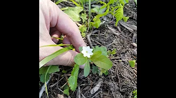 Седмичник, белые цветы в лесу