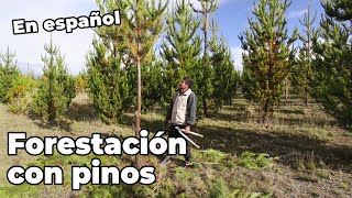 La forestación con pino