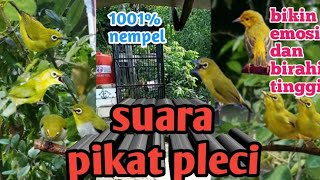 suara pikat pleci ampuh 1001 % nempel