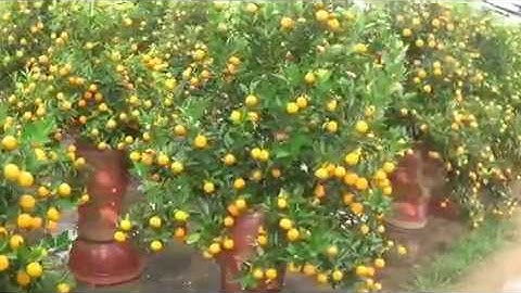 Nhịp Sống Hà Nội - Hanoi tours - Giới Thiệu Làng Quất Cảnh Quất Nổi Tiếng Tứ Liên Tây Hồ Hà Nội