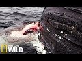 Un requin blanc mange une baleine
