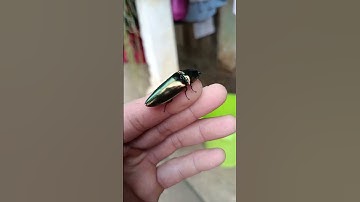 con bổ củi có 3 loại loại bổ củi có màu bóng ánh xanh này là cực hiếm tác dụng thì 1000/không b