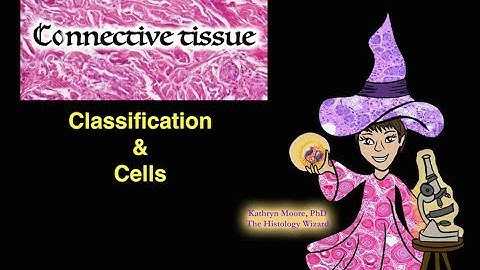What cells are connective tissue cells?