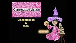 Connective Tissue: Classification and Cells