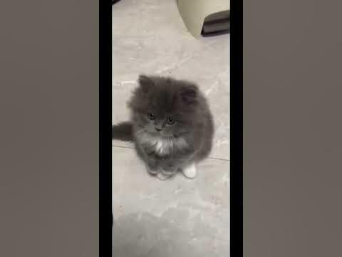 это маленькая картошка🥔 кошка картошка - YouTube