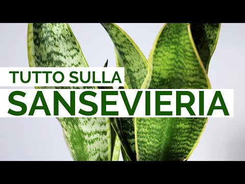 Video: Riproduzione della sansevieria: tipologie, caratteristiche, istruzioni con foto e cura dei fiori