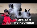 СЕРЫЕ КРОЛЬЧАТА🐰 ЭТО НЕ КРОЛИКИ🐇 Кролики содержание и разведение