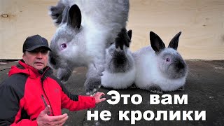 СЕРЫЕ КРОЛЬЧАТА🐰 ЭТО НЕ КРОЛИКИ🐇 Кролики содержание и разведение