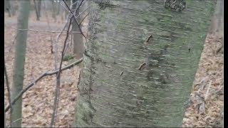 How to Identify Black Birch Trees in the Winter