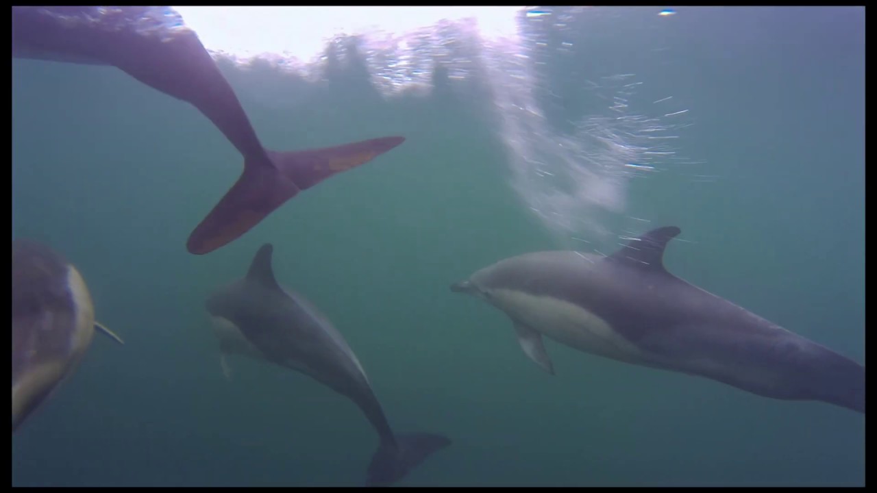 Rewilding Scotland, Salford MA Wildlife Documentary Production Final Film Submission 2018/19