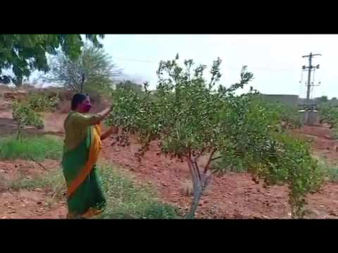 Ex-Minister Paritala Sunitha Busy With Agriculture Activities