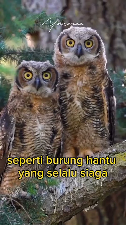 Belajar dari burung hantu #inspirasi #motivasi #quotes #storywa #katakatabijak #owl #burung #satwa