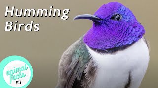 10 Most Beautiful Hummingbirds Species • All You Need To Know