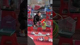 The Elusive Black Rabbit